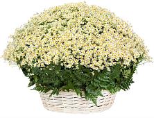 Цветочная композиция из Ромашки в корзине #REPLACE_PRED# Белый Колодезь